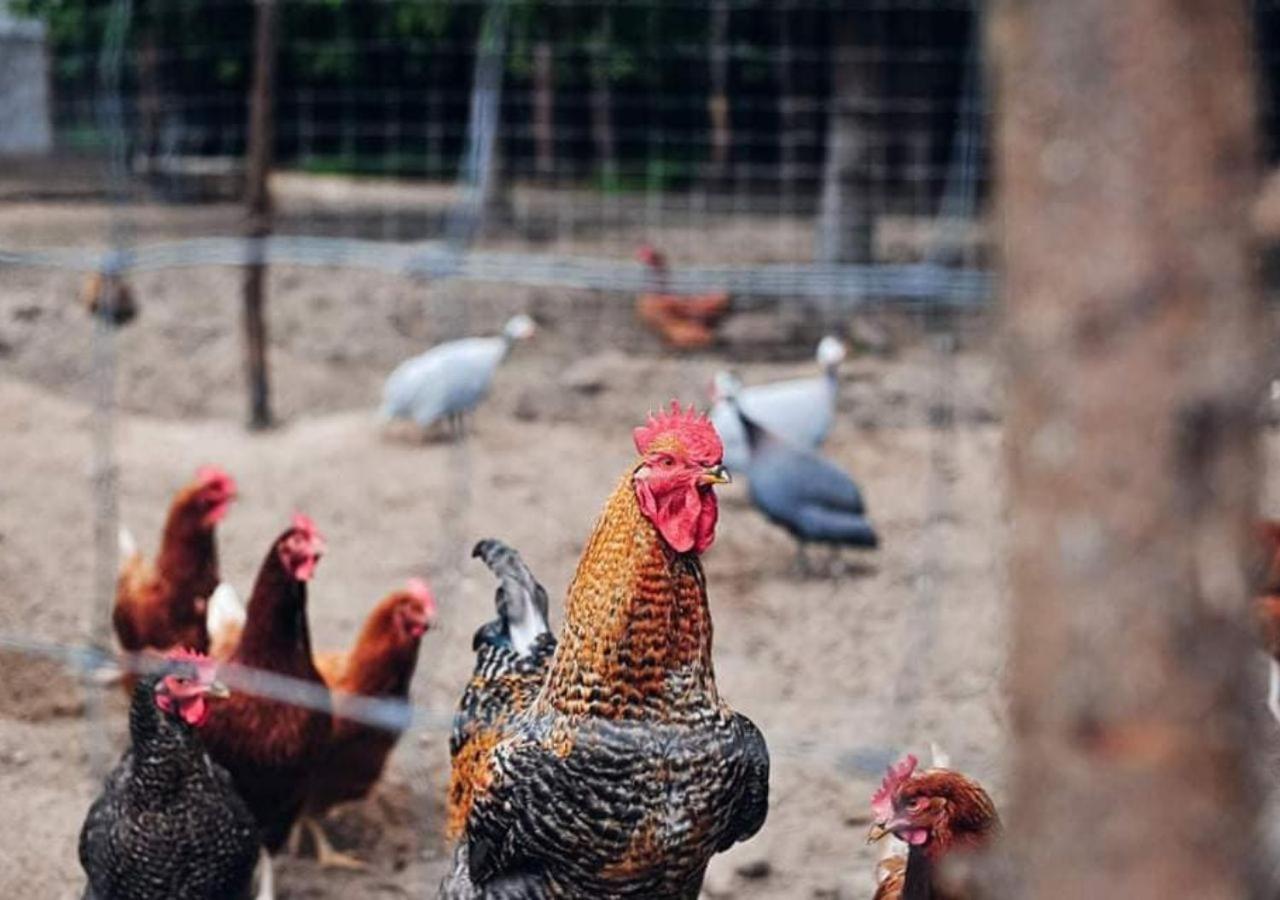 Farma Serock Exteriér fotografie